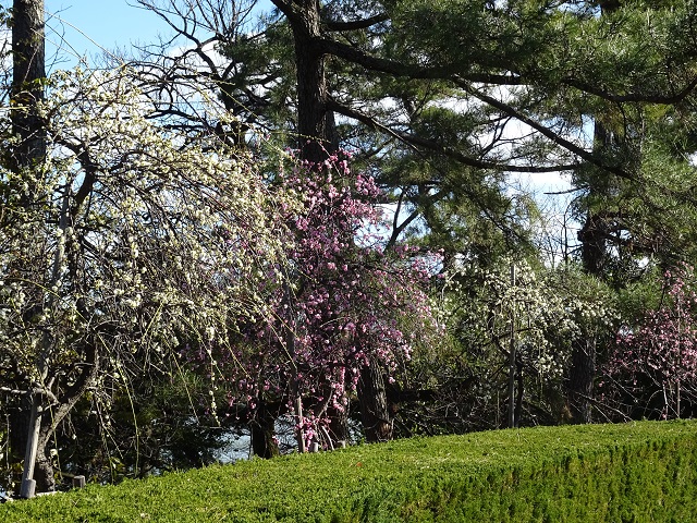 三崎公園の梅