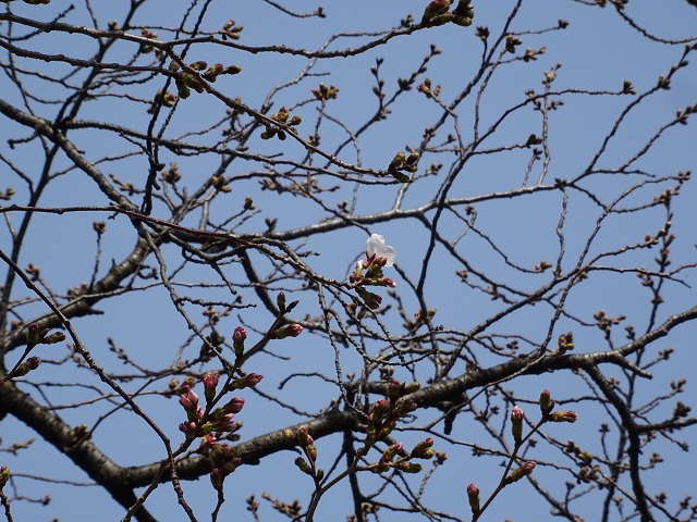 三崎水辺公園の桜