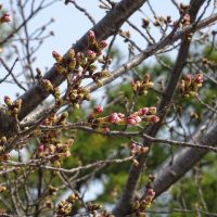 三崎水辺公園の桜