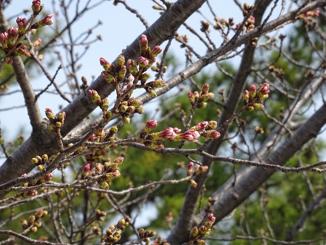 三崎水辺公園の桜