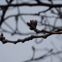 三崎公園の桜蕾