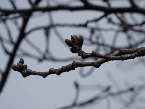 三崎公園の桜蕾
