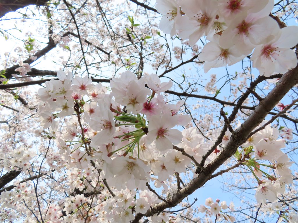 三崎公園の桜は今が見ごろです (1)