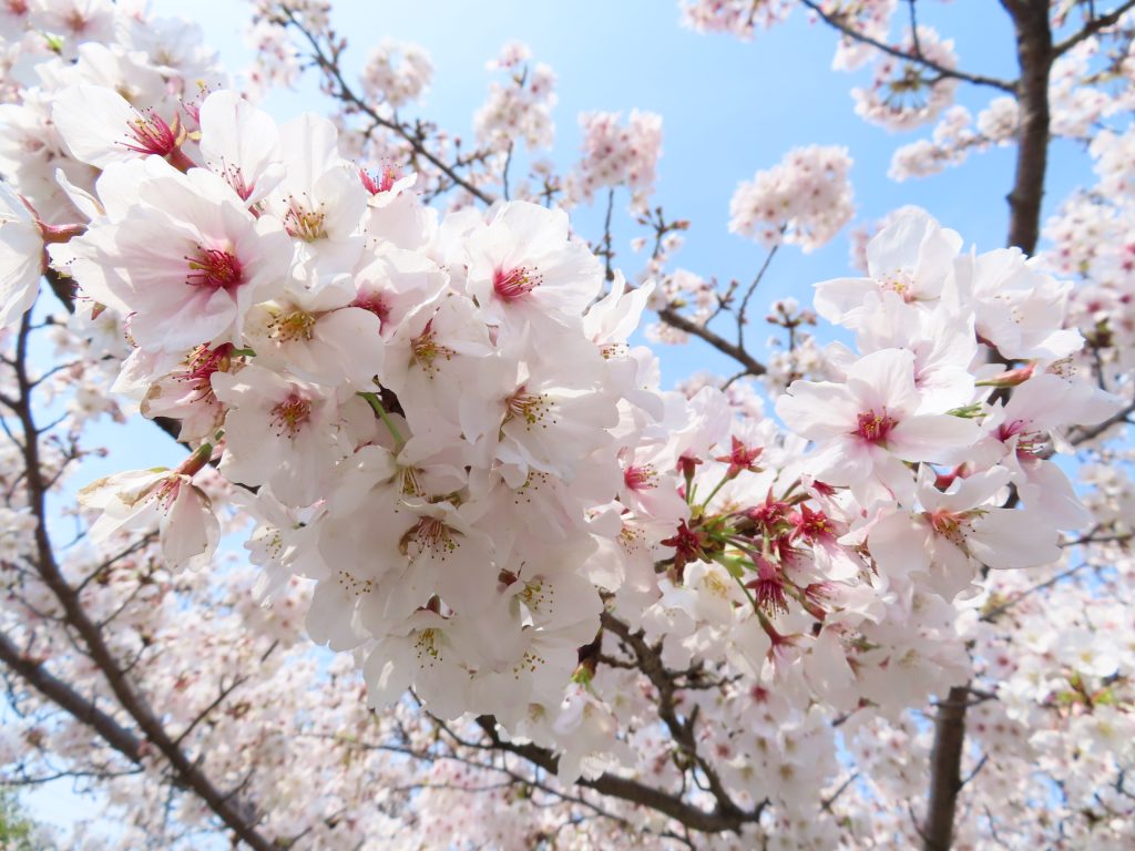 豊明市　三崎水辺公園の桜は今が見ごろです (2)