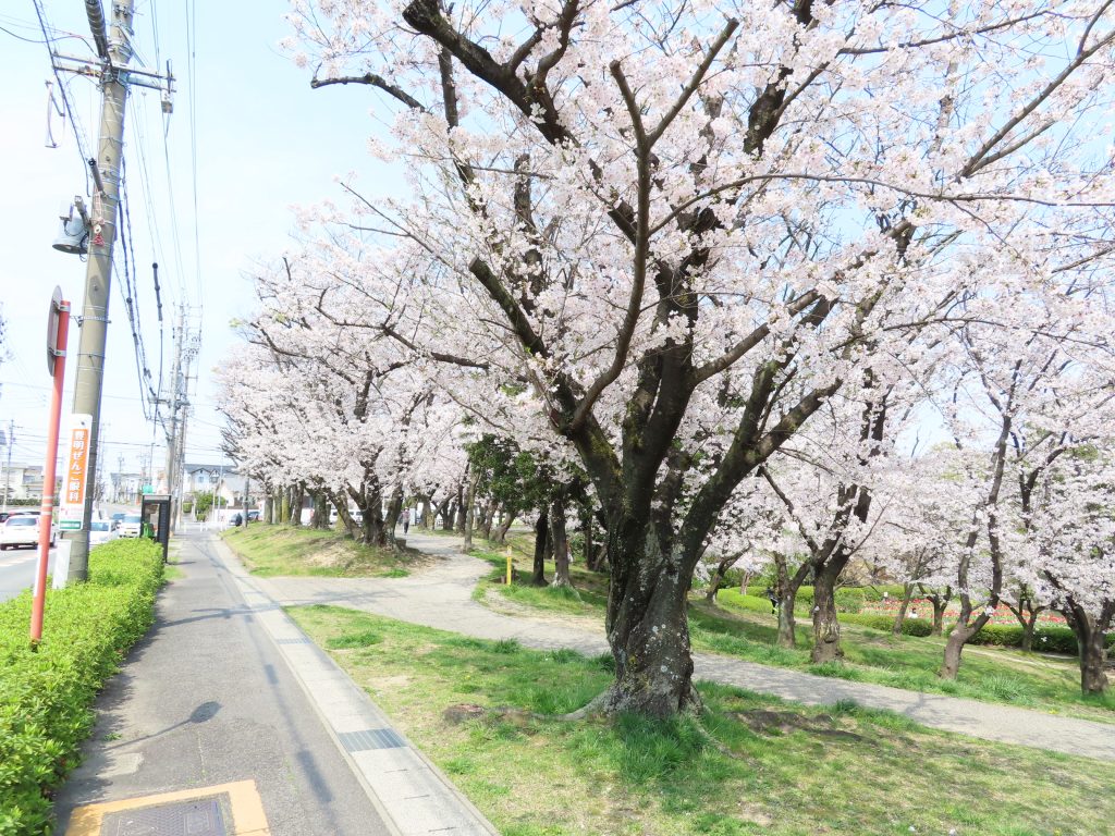 豊明市　三崎水辺公園の桜は今が見ごろです (3)