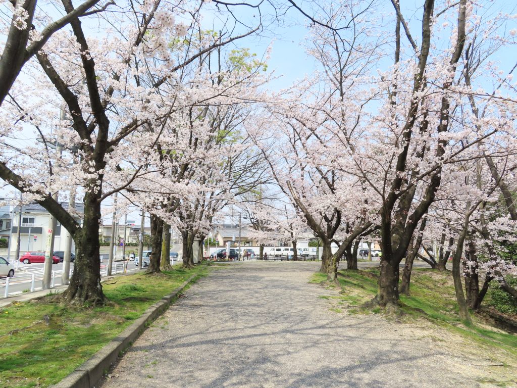 豊明市の三崎水辺公園の桜は今が見ごろです (4)