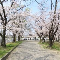 豊明市の三崎水辺公園の桜は今が見ごろです (4)