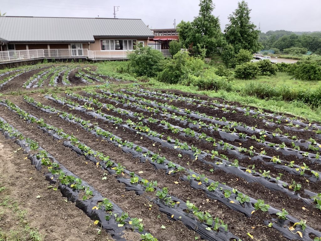 豊明幼稚園パパレンジャー農業部 さつまいも