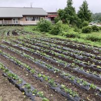 豊明幼稚園パパレンジャー農業部 さつまいも