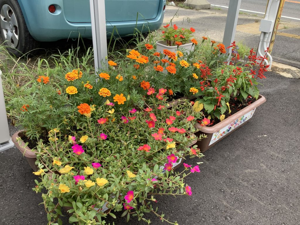 豊明市立三崎小学校 人権の花2