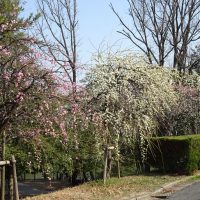 三崎公園の梅