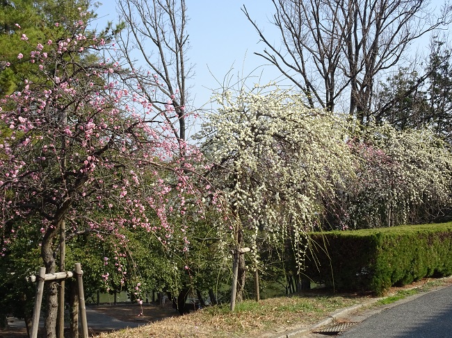 三崎公園の梅