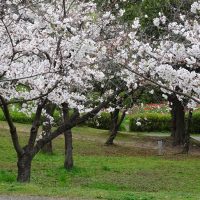 三崎水辺公園の桜