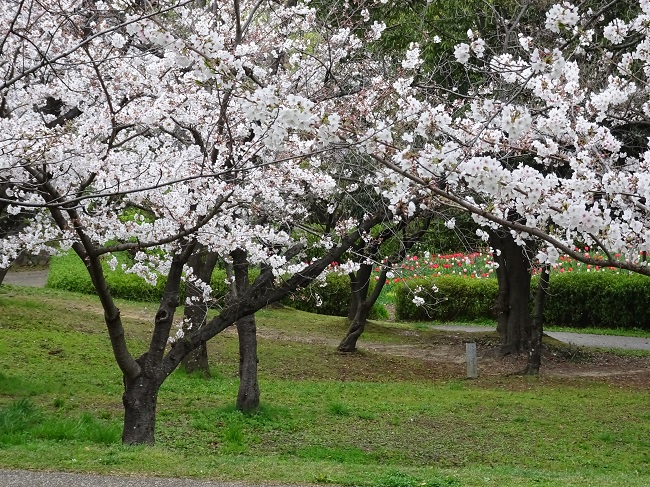 三崎水辺公園の桜