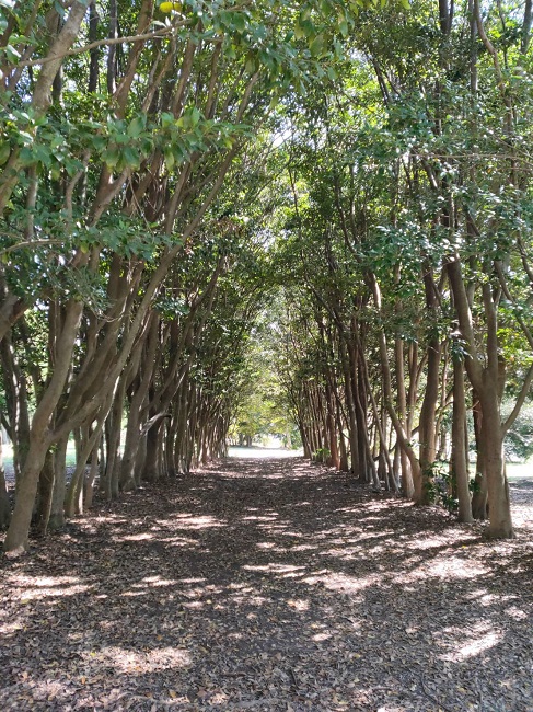 大府みどり公園緑のトンネル