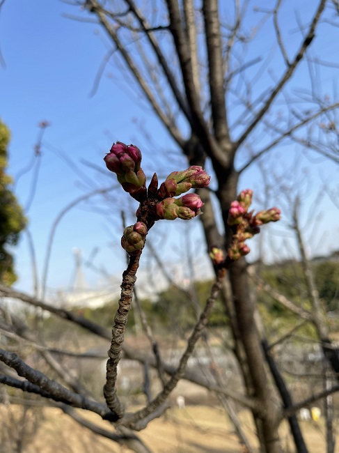 大府みどり公園桜の蕾