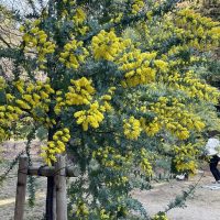 大府みどり公園ミモザ