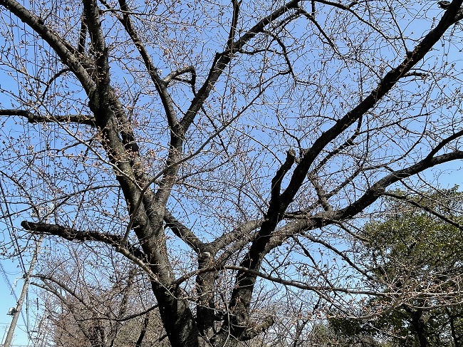 三崎公園　桜