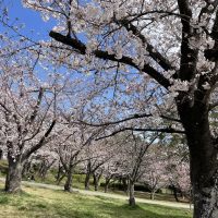 三崎水辺公園　桜