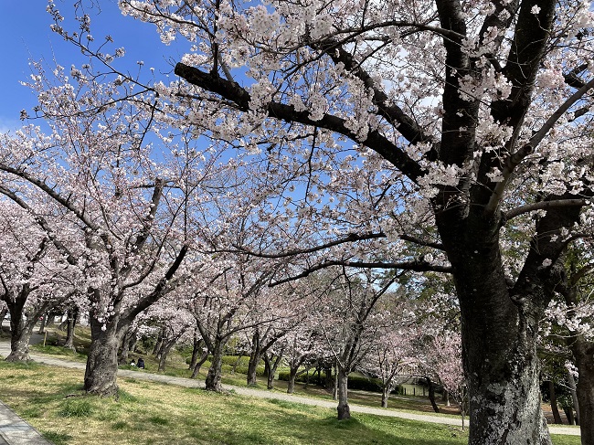 三崎水辺公園　桜