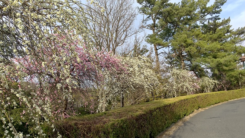 三崎公園の梅