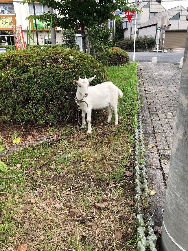 軽トラ市　やぎ