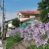 高鴨公園　アガパンサス