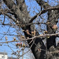 三崎水辺公園の桜2023年