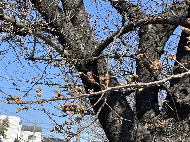 三崎水辺公園の桜2023年