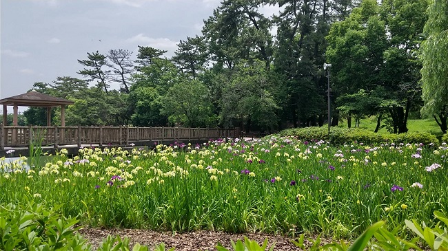 三崎水辺公園　菖蒲