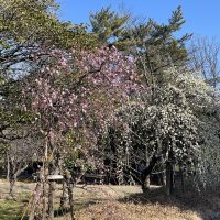 三崎水辺公園　梅の花