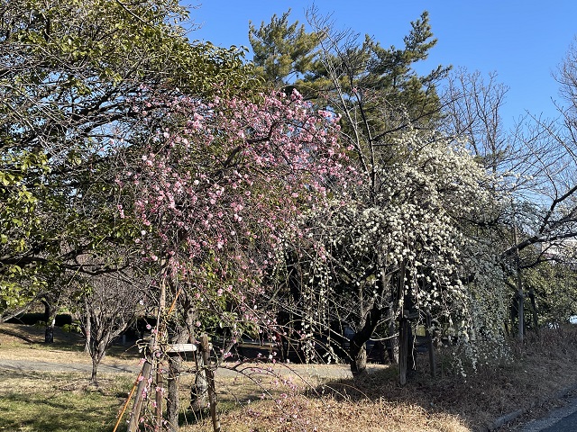 三崎水辺公園　梅の花