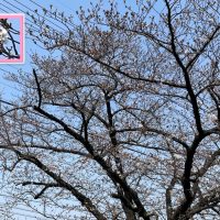 三崎水辺公園の桜2024