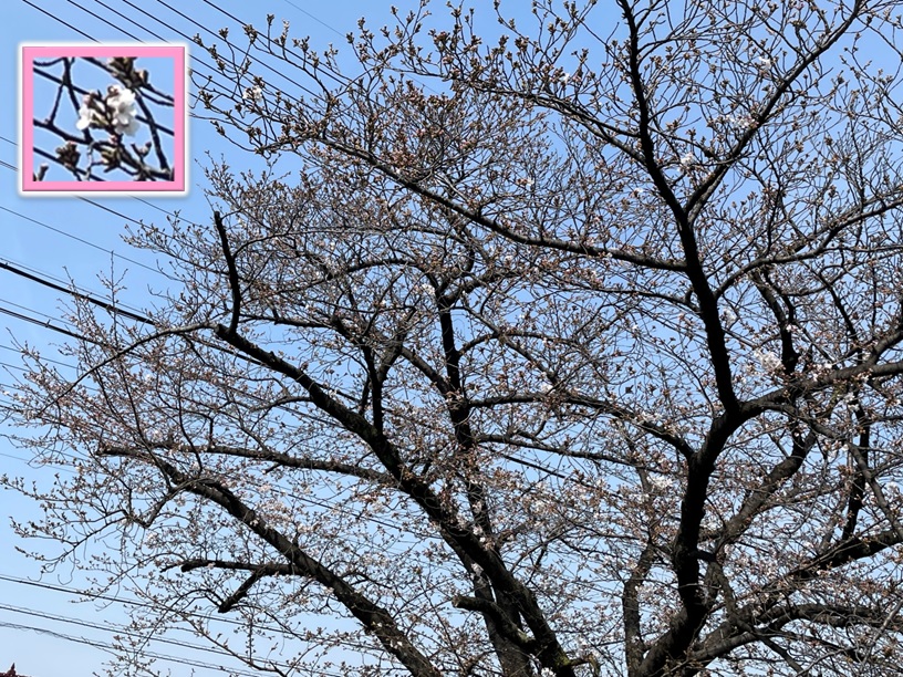 三崎水辺公園の桜2024