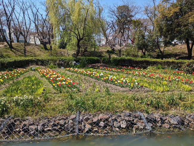 三崎水辺公園チューリップ