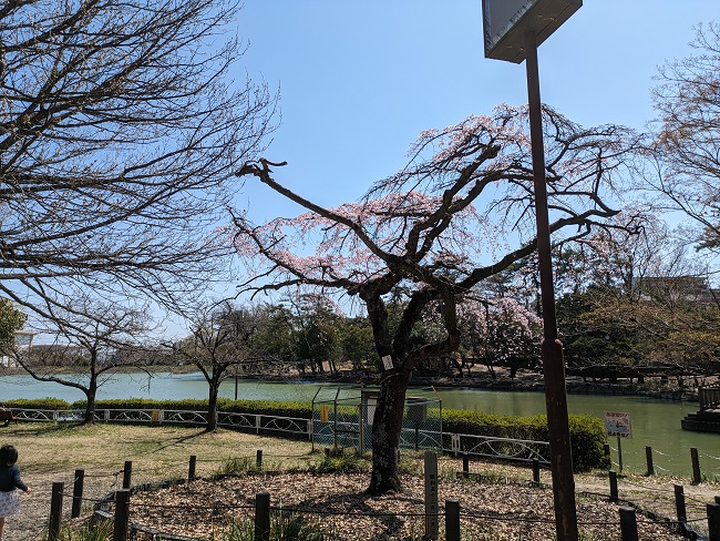 三崎水辺公園しだれ桜
