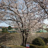 高鴨公園のカラスの巣