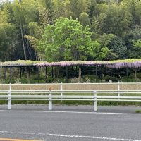 豊明市間米町　藤の花