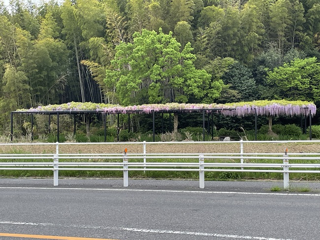 豊明市間米町　藤の花