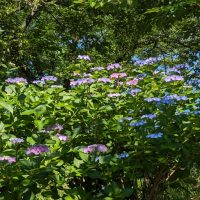 三崎水辺公園もアジサイ
