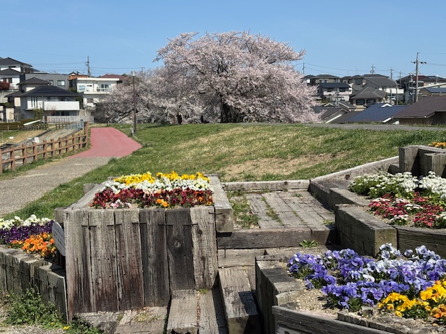 ookuraike2