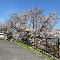 ookuraike3