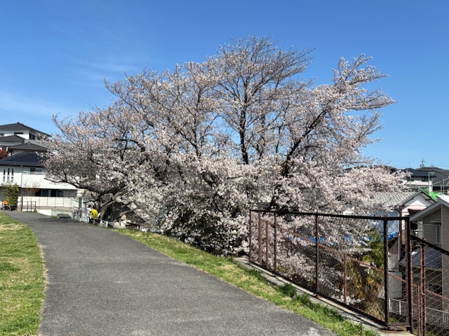 ookuraike3
