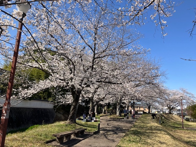 豊明　お花見