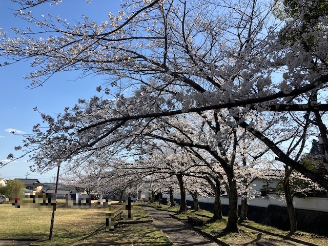 豊明　沓掛城址　桜