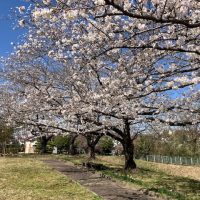 沓掛城址　桜