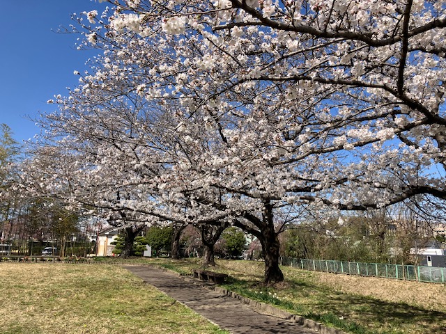 沓掛城址　桜