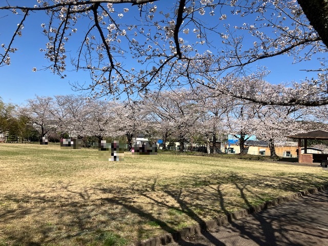 豊明　桜
