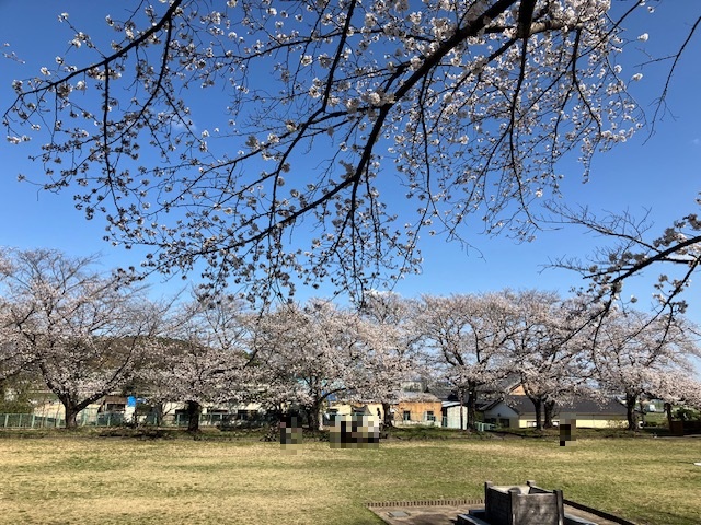 沓掛城　桜