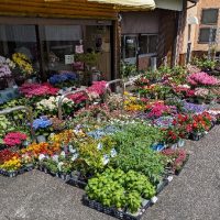 花屋店頭